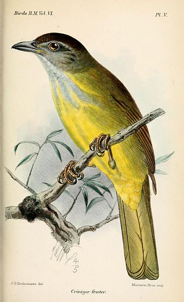 Alophoixus bres
