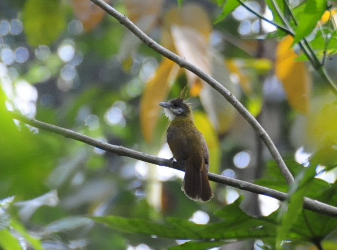 Alophoixus flaveolus