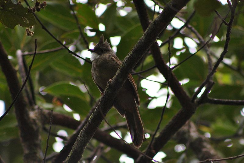 Alophoixus ochraceus
