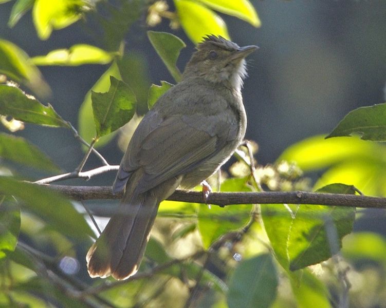 Alophoixus pallidus