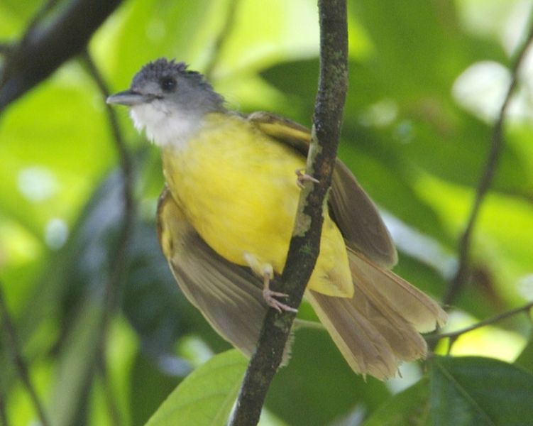 Alophoixus phaeocephalus