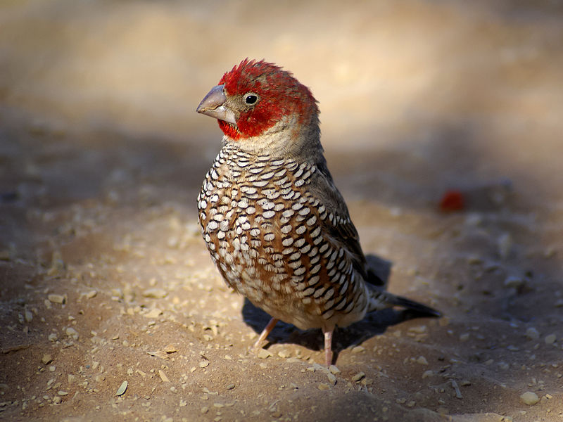 Amadina erythrocephala