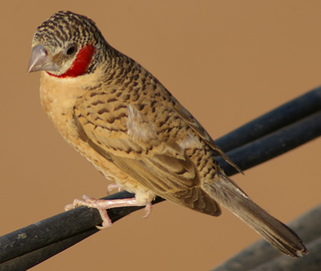 Amadina fasciata