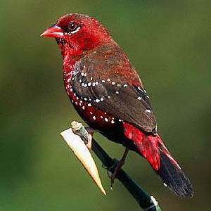 Amandava amandava
