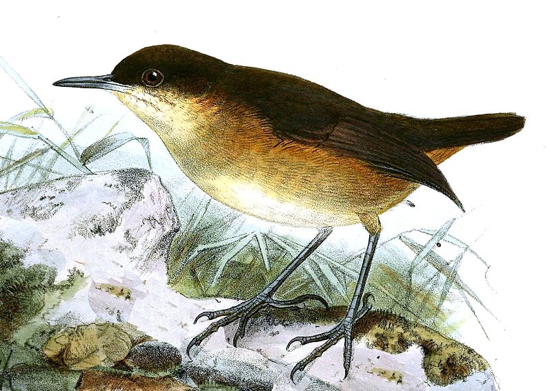 Amaurocichla bocagii