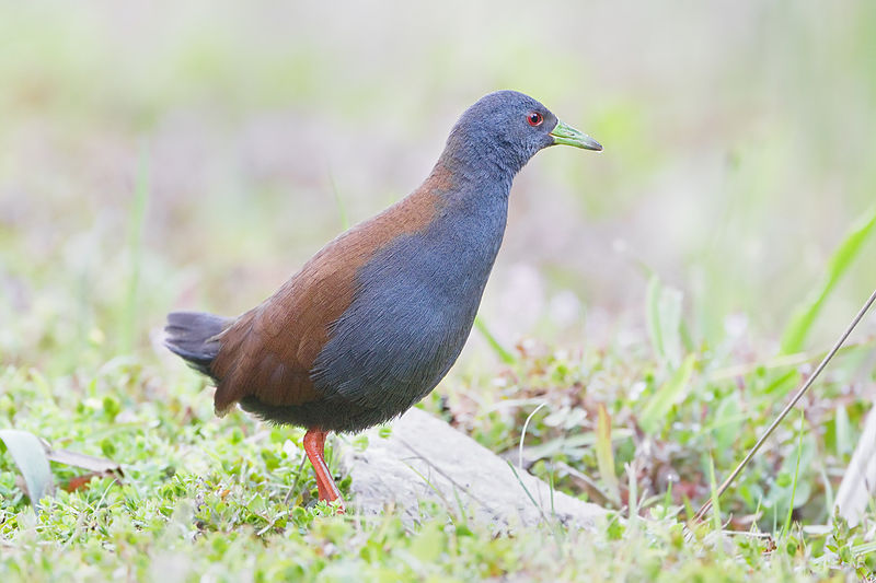 Amaurornis bicolor