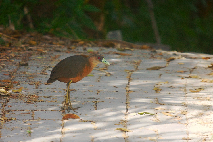 Amaurornis isabellina