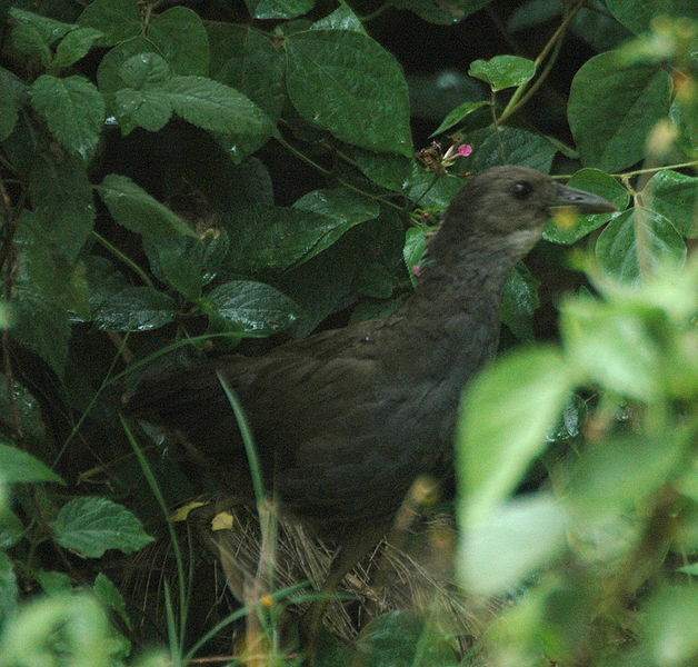 Amaurornis moluccana