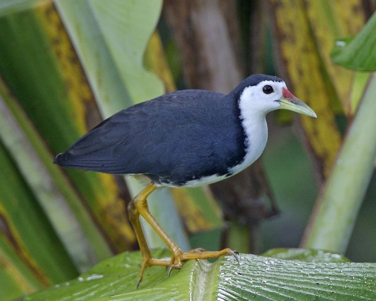 Amaurornis phoenicurus