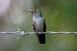 Amazilia amabilis