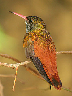 Amazilia amazilia