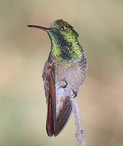 Amazilia beryllina