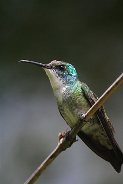 Amazilia brevirostris