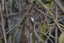 Amazilia chionogaster