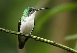Amazilia franciae