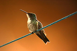Amazilia leucogaster