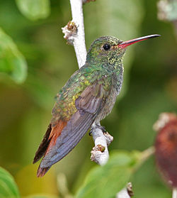 Amazilia tzacatl