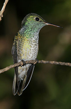 Amazilia versicolor