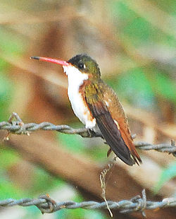 Amazilia viridifrons