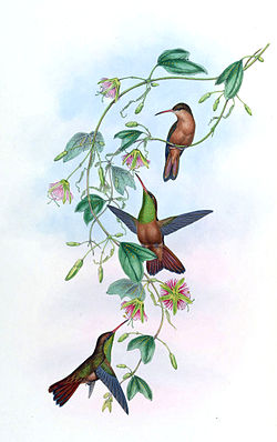 Amazilia yucatanensis