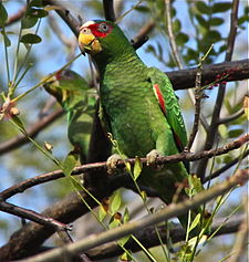 Amazona albifrons