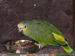 Amazona amazonica