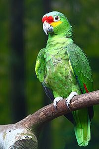 Amazona autumnalis