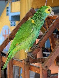 Amazona barbadensis