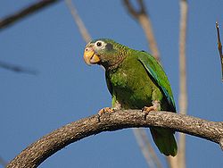 Amazona collaria