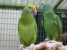 Amazona dufresniana
