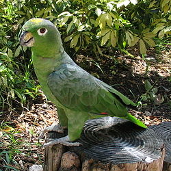Amazona farinosa
