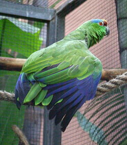 Amazona festiva