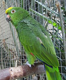 Amazona ochrocephala
