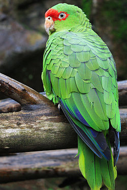 Amazona pretrei