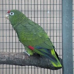 Amazona tucumana
