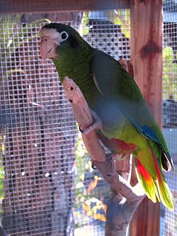 Amazona ventralis