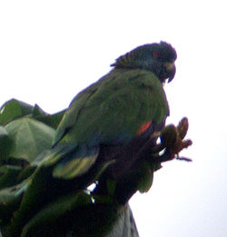 Amazona versicolor