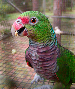 Amazona vinacea