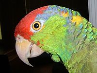 Amazona viridigenalis