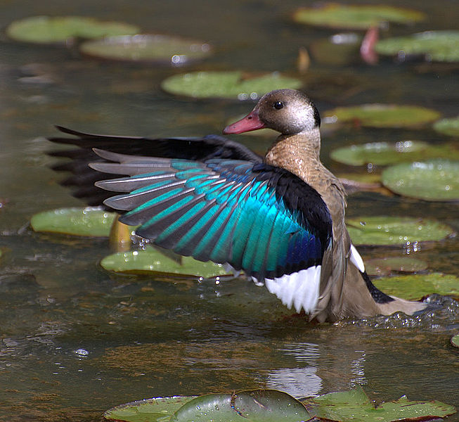 Amazonetta brasiliensis