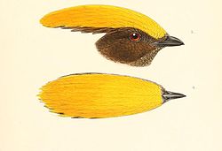 Amblyornis flavifrons