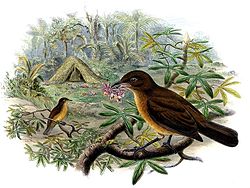Amblyornis inornata