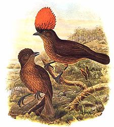 Amblyornis subalaris