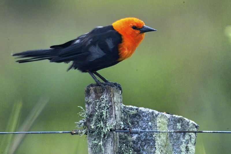 Amblyramphus holosericeus