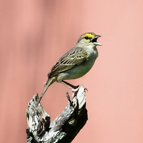 Ammodramus aurifrons
