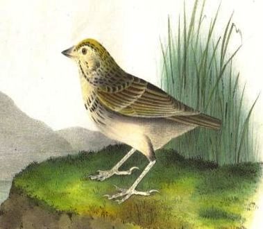 Ammodramus bairdii