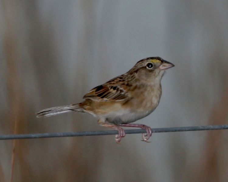 Ammodramus humeralis
