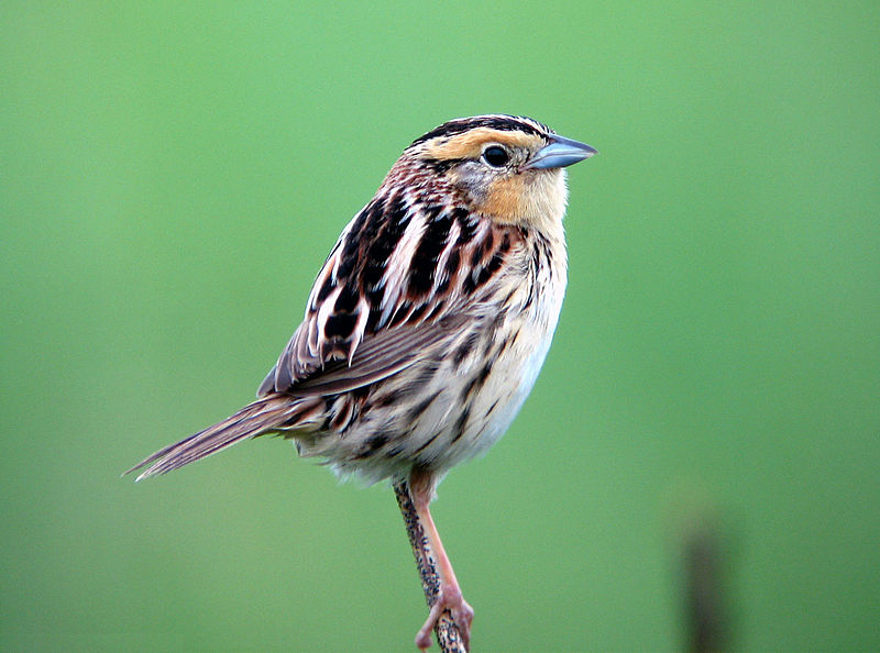 Ammodramus leconteii