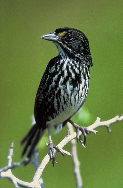 Ammodramus maritimus