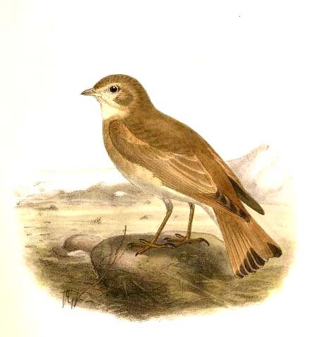 Ammomanes cinctura